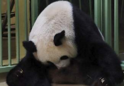 中国旅法大熊猫欢欢“昏昏欲睡”准备产仔