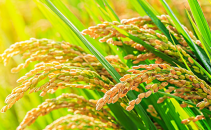 第三代杂交水稻单季亩产创纪录